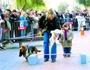 perros240105 perros240105