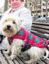 Vestir las mascotas como a Vestir las mascotas como a