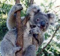 Koala