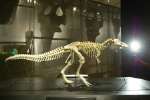 Huesos de dinosaurio demuestran la unión del T-Rex y las aves Huesos de dinosaurio demuestran la unión del T-Rex y las aves
