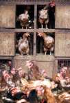 Más casos de gripe aviar en aves en Rumania y en humanos en Asia Más casos de gripe aviar en aves en Rumania y en humanos en Asia