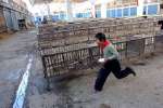 China confirma su primera muerte de gripe aviar en humanos China confirma su primera muerte de gripe aviar en humanos
