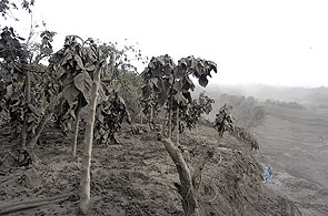 Tras la erupción del Tungurahua, la vegetación quedó cubierta de cenizas. (José Jácome / EFE) Tras la erupción del Tungurahua, la vegetación quedó cubierta de cenizas. (José Jácome / EFE)