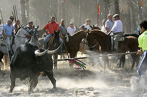El torneo del Toro de la Vega, que se celebra el segundo martes de septiembre en Tordesillas, es un tradición del siglo XV. El toro es perseguido en la vega del río Duero por lanceros a caballo que tienen que matarlo. (Ricardo Suárez / EFE) El torneo del Toro de la Vega, que se celebra el segundo martes de septiembre en Tordesillas, es un tradición del siglo XV. El toro es perseguido en la vega del río Duero por lanceros a caballo que tienen que matarlo. (Ricardo Suárez / EFE)