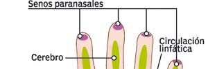 Las zonas sensibles de tus manos Las zonas sensibles de tus manos