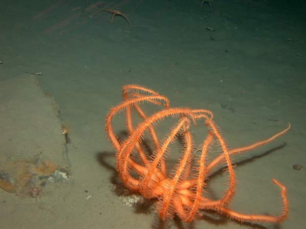 Descubren nuevas especies marinas en los fondos de la Península Antártica