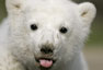 Knut se hace mayor