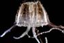 Cubomedusa