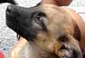 Perros abandonados en Santander