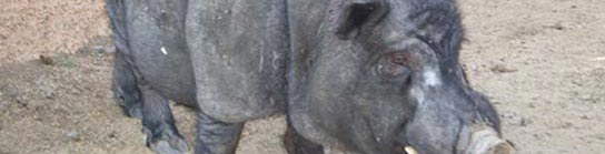 Cerdo vietnamita