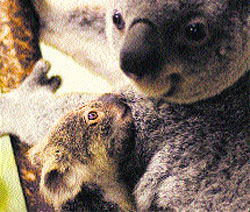 La primera bebé koala de Madrid ya se puede visitar en el zoológico