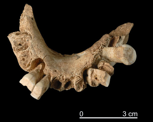 Descubren En Atapuerca El Resto F Sil Humano M S Antiguo Encontrado En