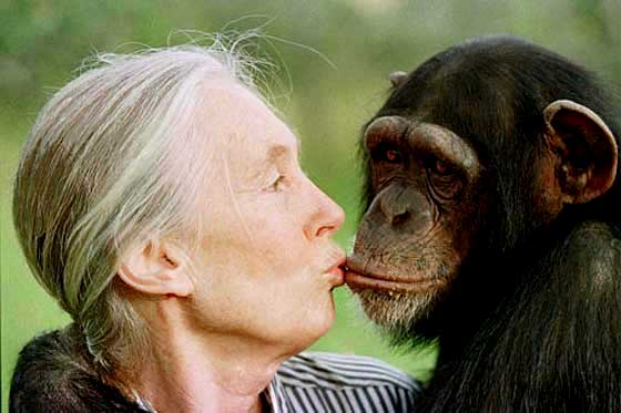 Resultado de imagen de jane chimpancés