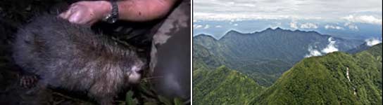 Nuevas especies en Papúa Nueva Guinea