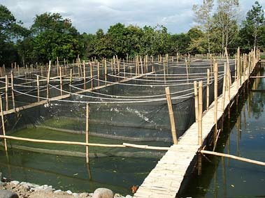 Piscifactoría de Pangas Piscifactoría de Pangas