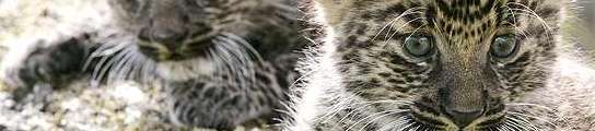 Leopardo