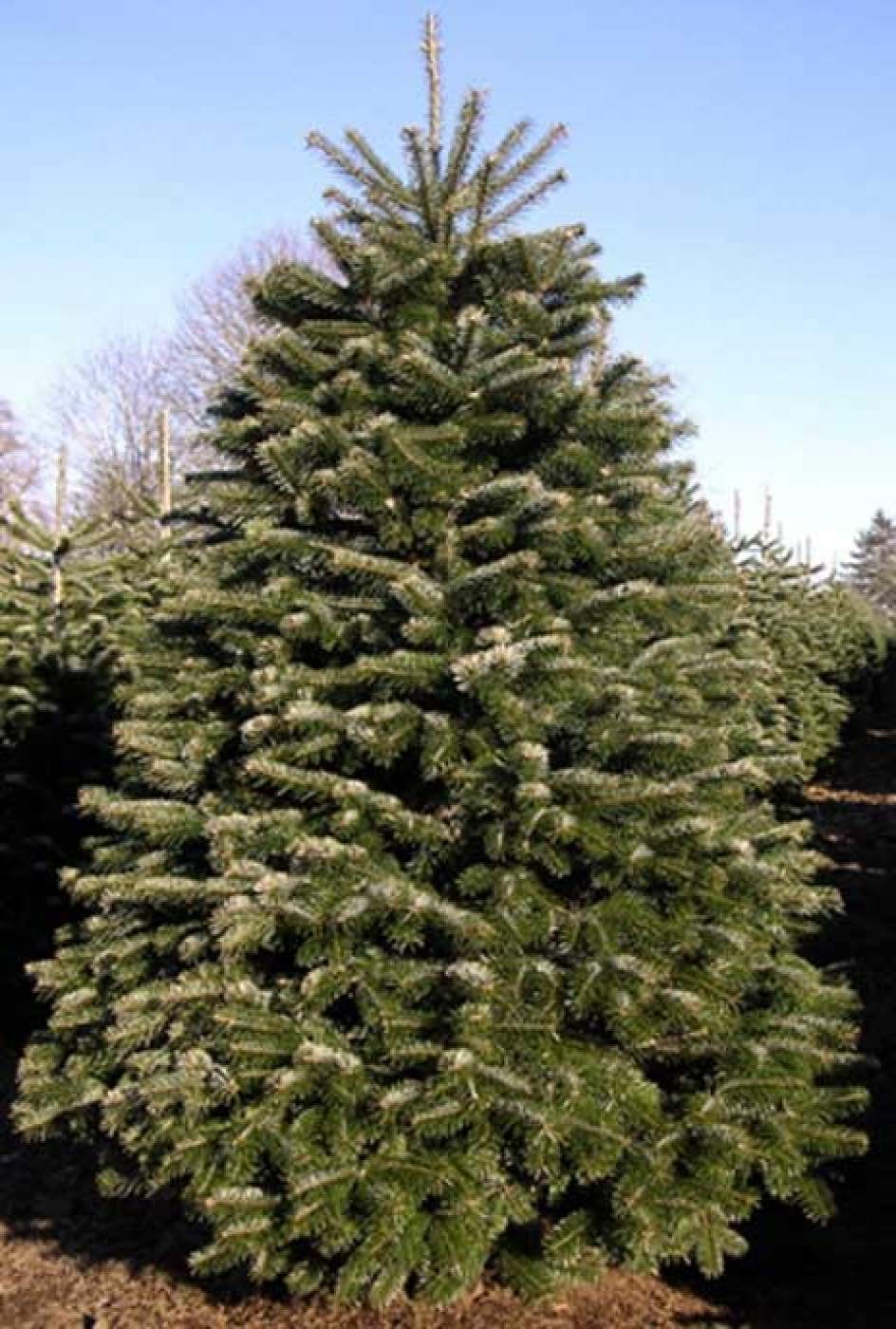 qu 233 abeto plantamos en navidad 20minutos es qu 233 abeto plantamos en navidad 20minutos es