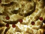 Éste es el aspecto que presenta el virus de VIH mirado desde un microscopio. Éste es el aspecto que presenta el virus de VIH mirado desde un microscopio.