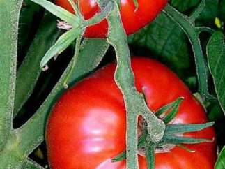 Tomate