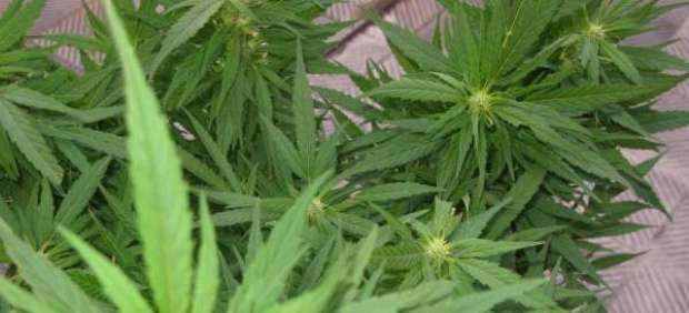 Marihuana Marihuana