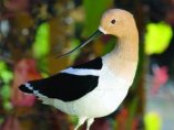 'Avocet' ('Avoceta')