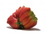 Fresa