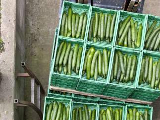 Cajas de pepinos