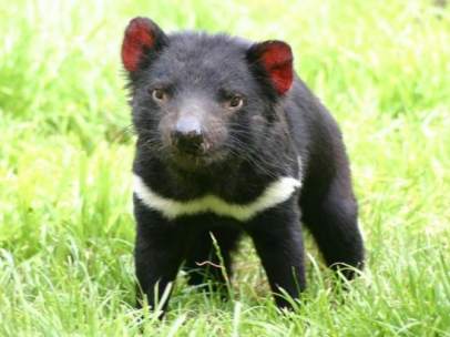 Demonio de Tasmania