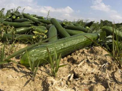 Pepinos
