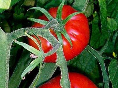 Planta del tomate