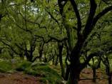 Los Alcornocales Los Alcornocales