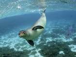 Foca monje Foca monje