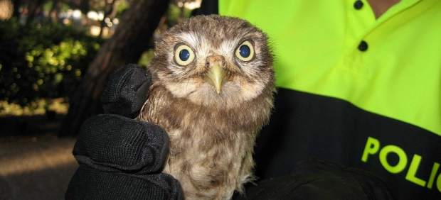 Piden un plan al gobierno que proteja a rapaces nocturnas, como el mochuelo o la lechuza Piden un plan al gobierno que proteja a rapaces nocturnas, como el mochuelo o la lechuza