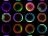 'Patterning the embryo'