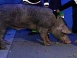 Un cerdo causa un gran atasco en Barcelona Un cerdo causa un gran atasco en Barcelona