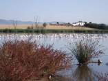 Tablas de Daimiel Tablas de Daimiel