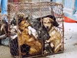 Perros con destino a Vietnam Perros con destino a Vietnam