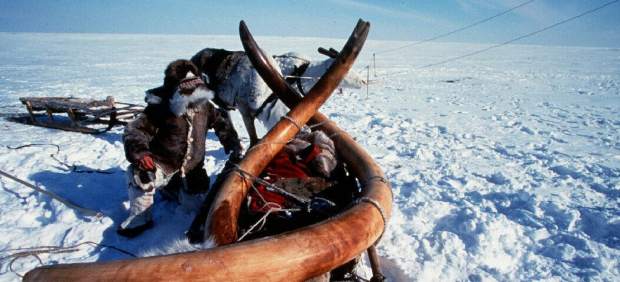 Colmillos de mamut en Siberia Colmillos de mamut en Siberia