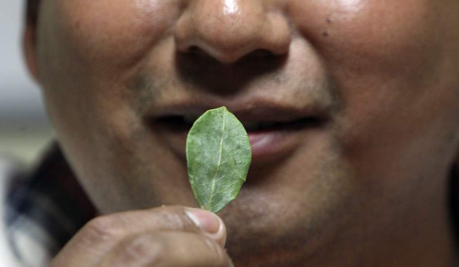 HOJA DE COCA Y DERIVADOS hoja de coca y derivados: