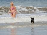 Perro en la playa Perro en la playa