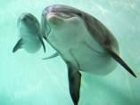 Delfines Delfines