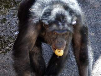 El chimpancé Santino
