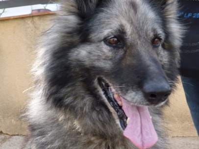 Perro
