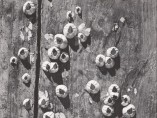 'Barnacles, Cape Cod, 1938'
