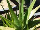 Aloe vera Aloe vera