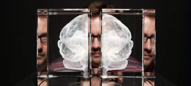 Cerebro Cerebro
