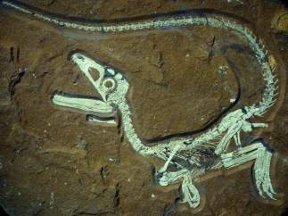 Dinosaurio