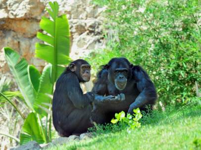 Chimpancés