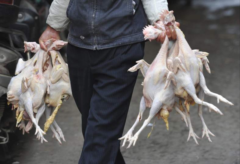 Aislan una granja en Escocia por varios casos de gripe aviar  114515-787-539