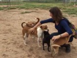 Día del Perro sin Raza Día del Perro sin Raza